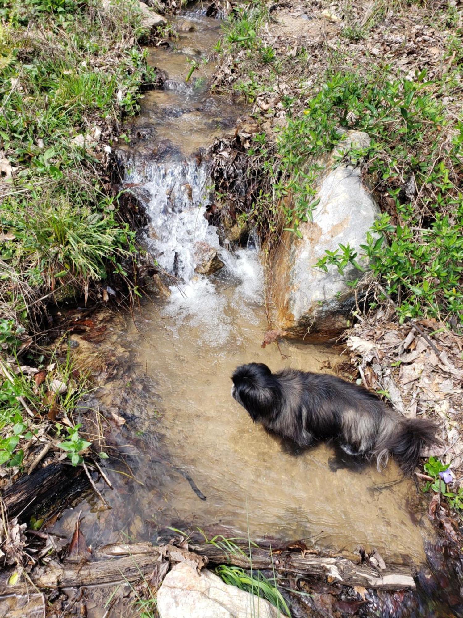 Lazy Bear * Sevierville